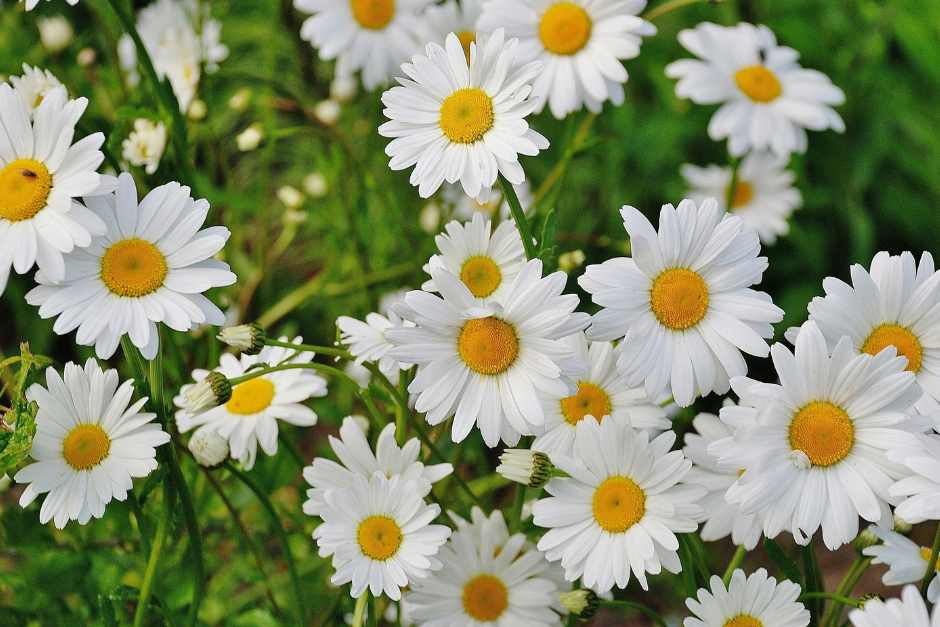 Daisies in a field