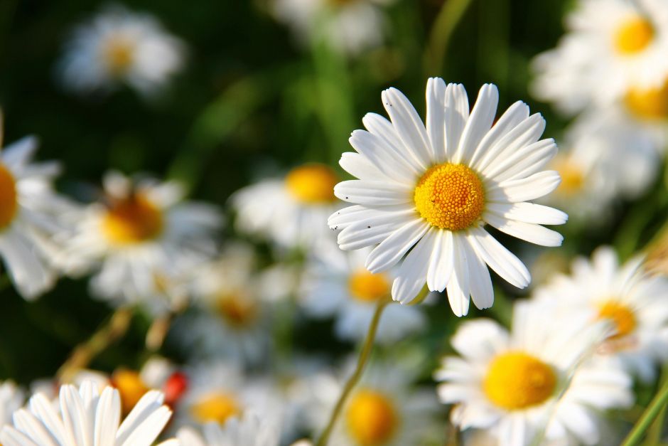 Close up of daisies in a field