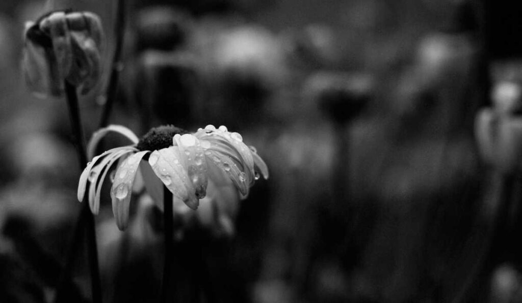 Black and white daisy in the rain, sad because it's getting an annulment