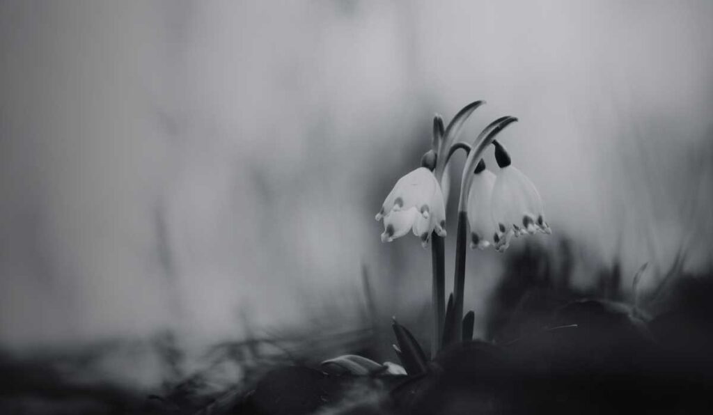 Sad divorced tulips getting an annulment